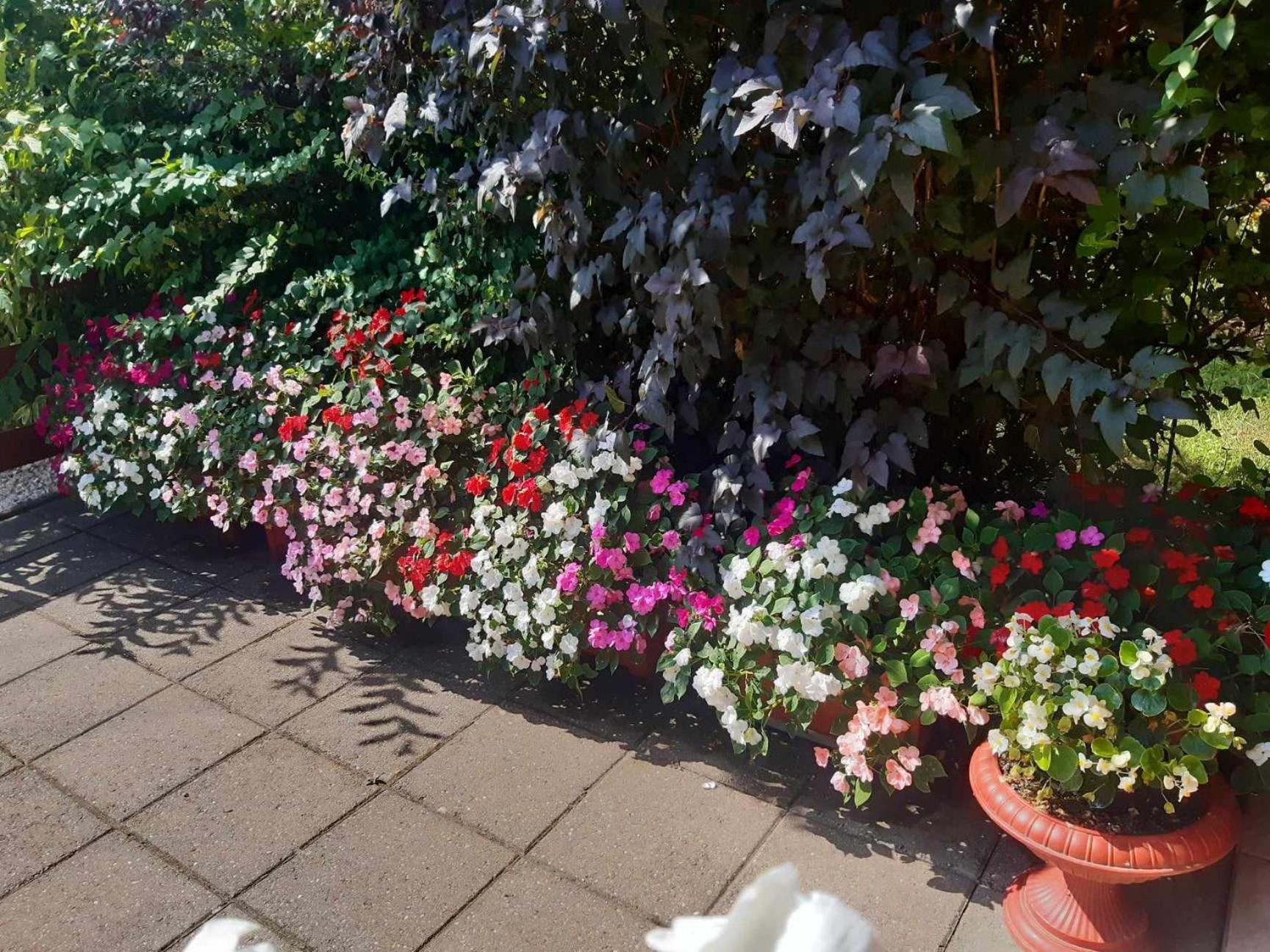 Gyoengyvirag Apartment Romhany Luaran gambar